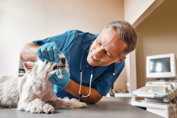  Deer Park, WA Emergency Dentist Pros